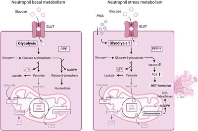 Cellular metabolism changes in atherosclerosis and the impact of comorbidities